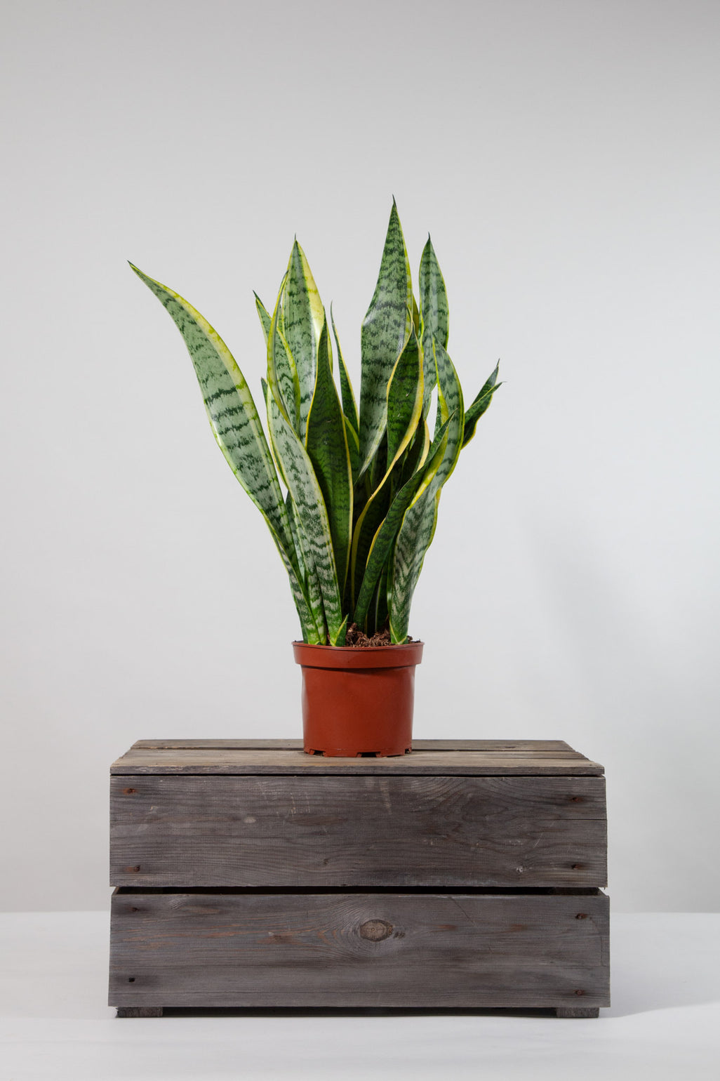 files/IndoorPlants-StudioShots13.11.2023-409.jpg